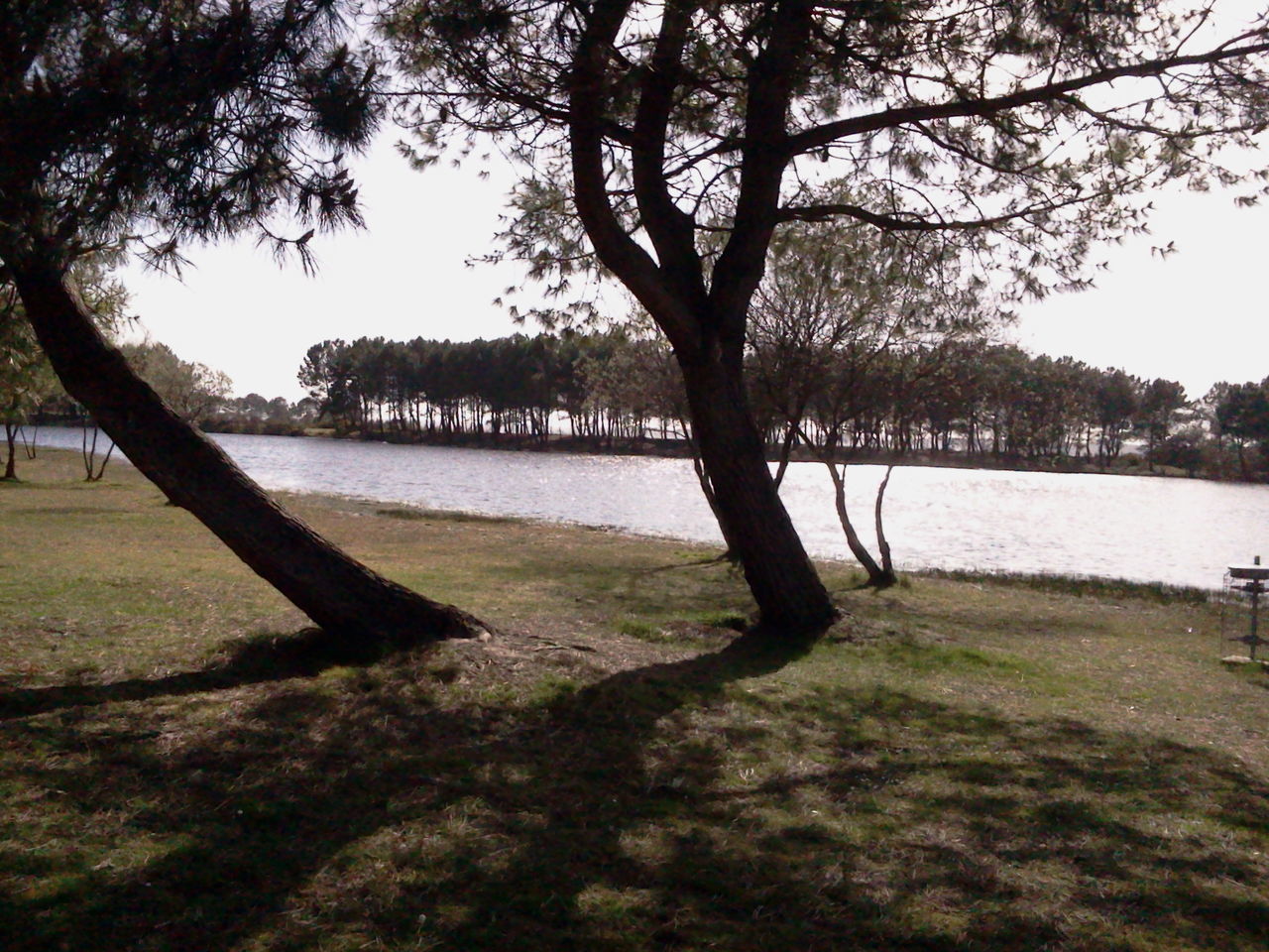 tree, water, tranquility, tranquil scene, tree trunk, grass, lake, nature, scenics, branch, beauty in nature, growth, lakeshore, park - man made space, bare tree, bench, river, day, clear sky, sky