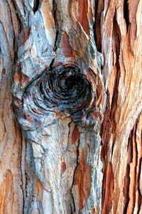 Full frame shot of tree trunk