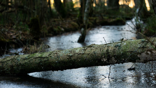 Close-up of water flowing through rocks in forest