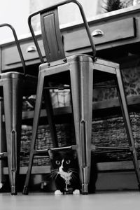 Portrait of cat sitting on chair at home