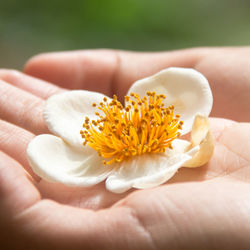 Close-up of hand holding white flower