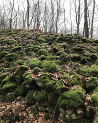 Moss growing on tree trunks in forest