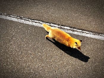 High angle view of cat on street