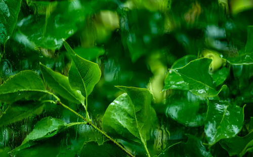 Full frame shot of green leaves