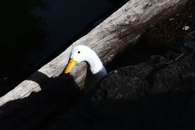 Close-up of swan on lake