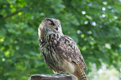 Close-up of owl perching on tree