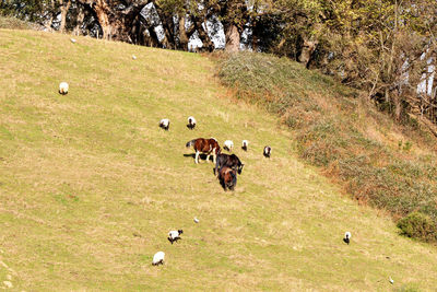 Goats on grassy field