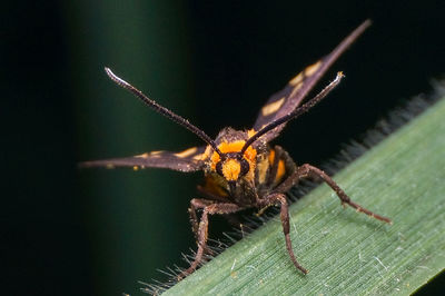 Close-up of insect on plant