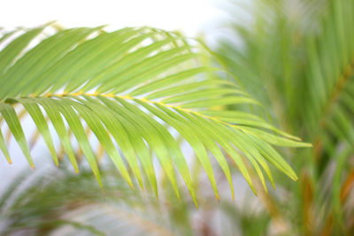 Close-up of palm leaves