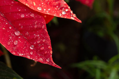 Close-up of wet red flower