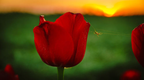 Close-up of red poppy flower