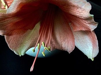 Close-up of rose blooming