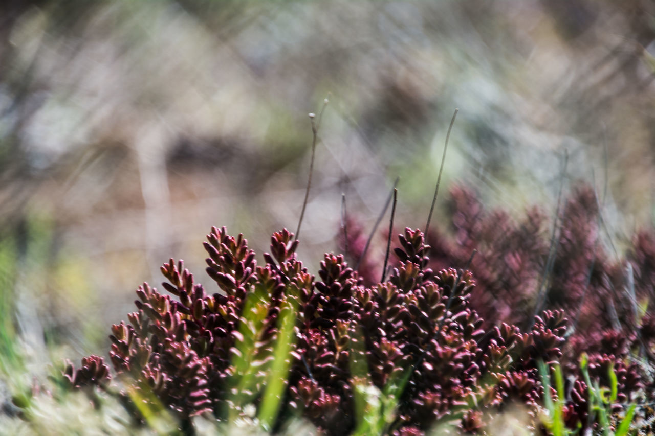 CLOSE-UP OF PINK FLOWERING PLANTS