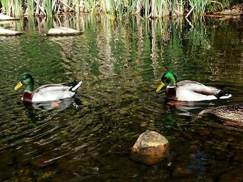 Birds in calm lake