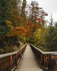 Footbridge amidst trees in forest during autumn