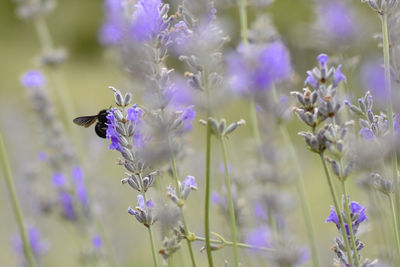 Close-up of bee pollinating on purple flower