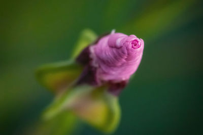 Close-up of pink rose bud