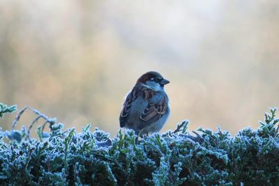 Close-up of bird perching on tree