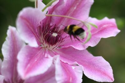 Close-up of bee on pink flower