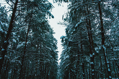 Low angle view of trees against sky