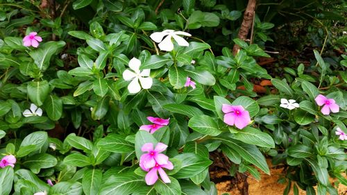 Close-up of pink flowers blooming in park