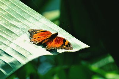 Butterfly on leaf