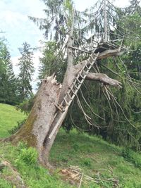 Trees growing on field