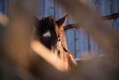 Close-up of a horse