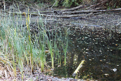 Scenic view of lake in forest