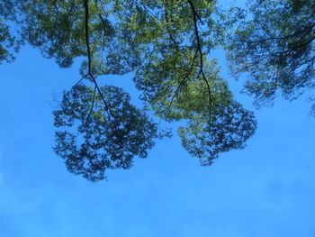 Low angle view of tree against blue sky