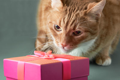 Cute ginger cat with gift box on green background