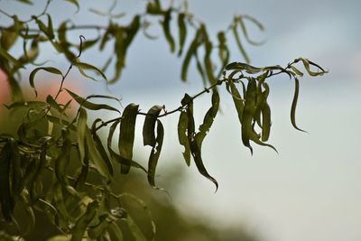 Close-up of plant against sky