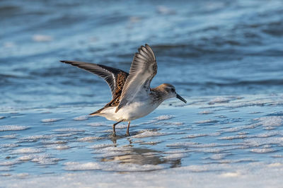 Bird flying over sea