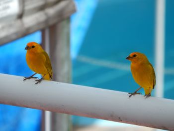 Low angle view of bird perching on leaf