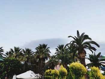 Low angle view of coconut palm trees against clear sky