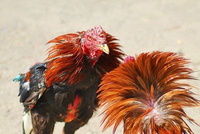 Close-up of roosters