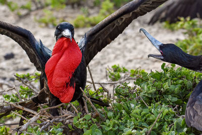 Close-up of bird perching on branch