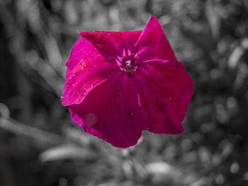 Close-up of pink flower