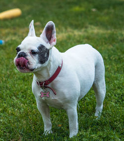 Close-up of dog on field