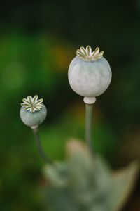 Close-up of white flowering plant on field