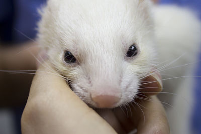 Close-up of hand holding white cat