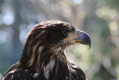 Close-up of a bird looking away