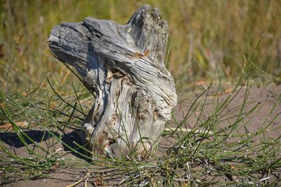 Close-up of eagle on field