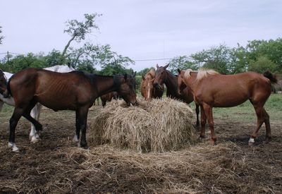 Horses on field against sky