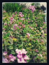 Close-up of flowers growing on tree