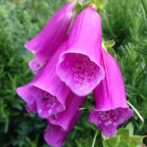 CLOSE-UP OF PINK FLOWERS BLOOMING IN POND