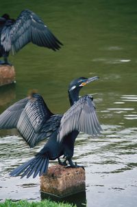 Gray heron perching on lake