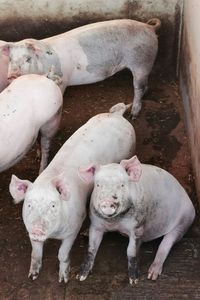 High angle view of pigs