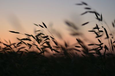 Close-up of stalks in field against sunset sky