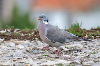 Close-up of pigeon perching on a land